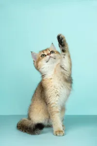 cat waving