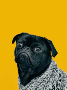black funny dog