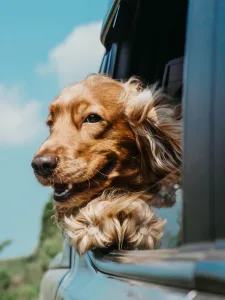 dog watching from car window