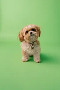 little dog